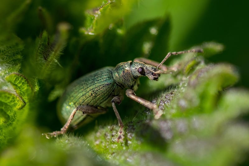 Pest Management