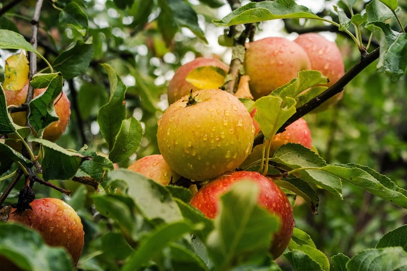 Fresh Apples