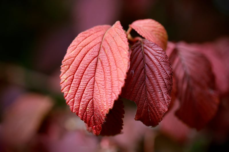Green plant